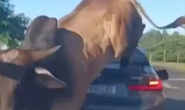 Touro nervoso pula sobre carros ao atacar pessoas em rodovia de Ribeirão Preto