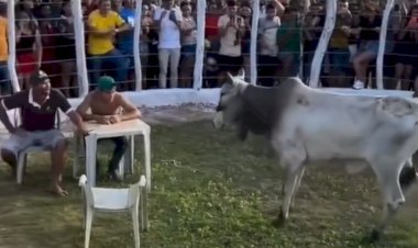 Teria coragem? Desafio com boi bravo na arena viraliza na internet