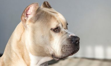 Pitbull mata criança de dez meses em Goiânia