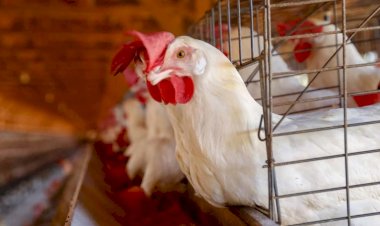 Agrodefesa investiga casos suspeitos de gripe aviária em dois municípios de Goiás