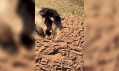 Mais de 600 cavalos podem ter morrido após comer ração fabricada em Goiás