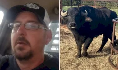 Fazendeiro é morto por búfalos que ele havia acabado de comprar em leilão