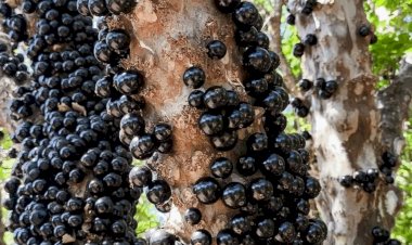 Fazenda com mais de 42 mil pés de jabuticabas em Hidrolândia abre temporada de visitação
