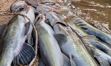 Imagens fortes: pescador encontra mão ‘humana’ dentro de peixe gigante; veja foto