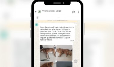 Donos tentam doar cães que mataram gatos no setor Sul: ‘são agressivos com animais’