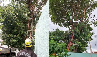 Homem morre após sofrer choque elétrico enquanto podava árvore em Caldas Novas