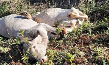 Dez vacas morrem após serem atropeladas por trem em Palmeiras de Goiás