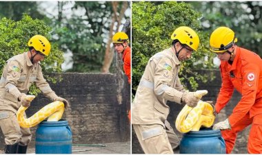 Bombeiros resgatam cobra de quase 4 metros no centro de Aruanã, Goiás