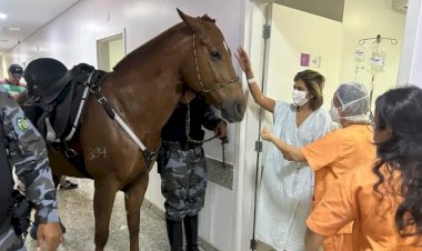 Cavalos da PM visitam hospital em Aparecida e ajudam na recuperação de pacientes