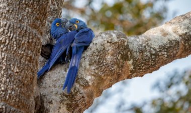 ‘Casal de arara azul é R$ 8 mil’: Tráfico de animais pela internet atrai goianos com negócios de até R$ 20 mil