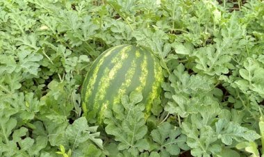 Virose na melancia persiste em Uruana, Goiás: oferta recua no campo e preços registram forte alta