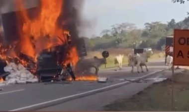 Homem arrisca a vida para libertar bois de carreta em chamas após colisão na BR-364