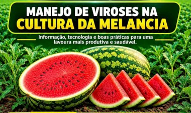 Syngenta e Prefeitura de Uruana promovem mesa-redonda sobre manejo de viroses na melancia