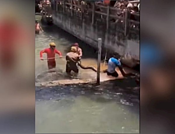 Sucuri de cinco metros é resgatada em piscina de resort de Rio Quente