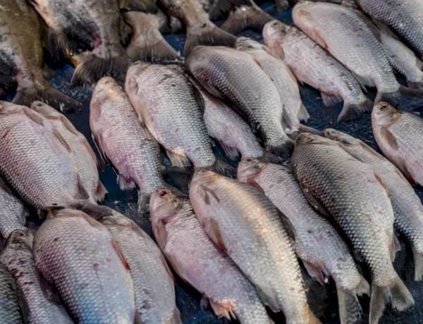 Peixe na Sexta-Feira Santa é tradição, não obrigação; veja o que a Igreja realmente determina