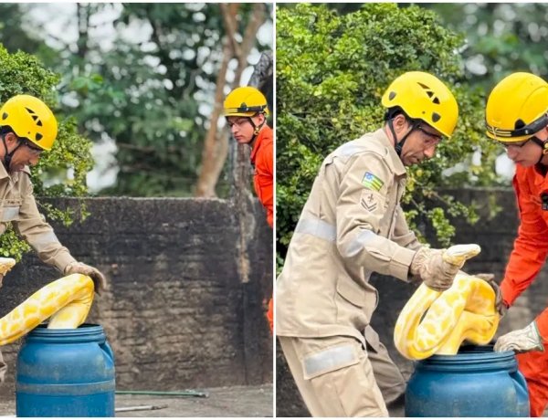 Bombeiros resgatam cobra de quase 4 metros no centro de Aruanã, Goiás