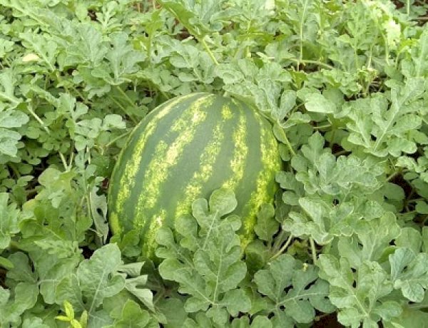Virose na melancia persiste em Uruana, Goiás: oferta recua no campo e preços registram forte alta