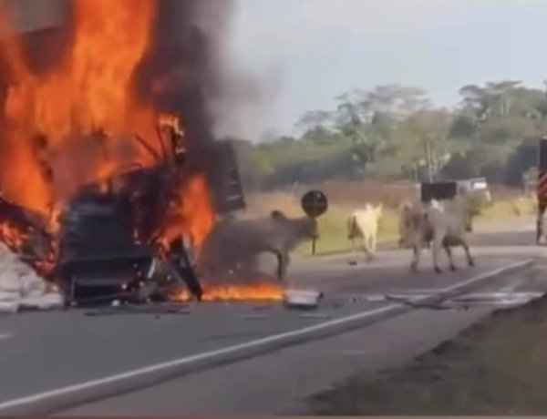 Homem arrisca a vida para libertar bois de carreta em chamas após colisão na BR-364