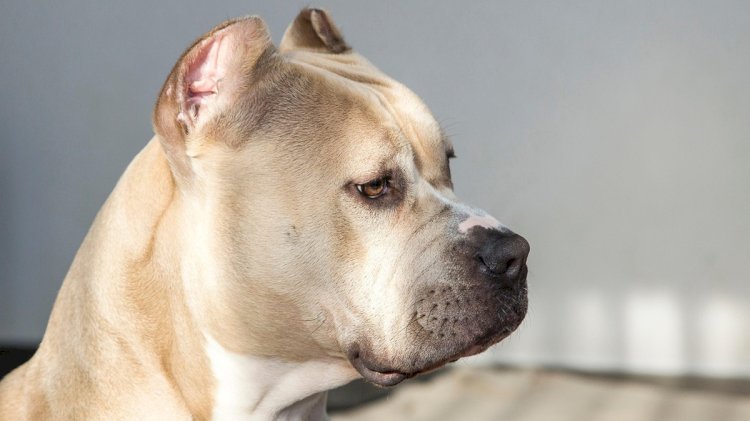 Pitbull mata criança de dez meses em Goiânia