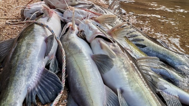Imagens fortes: pescador encontra mão ‘humana’ dentro de peixe gigante; veja foto