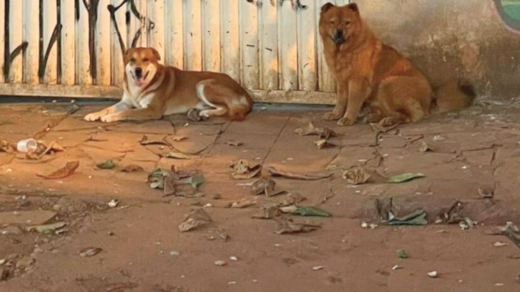 Cães sem coleira no setor Sul: mais de 40 gatos já foram mortos, segundo vizinhos