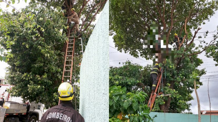 Homem morre após sofrer choque elétrico enquanto podava árvore em Caldas Novas