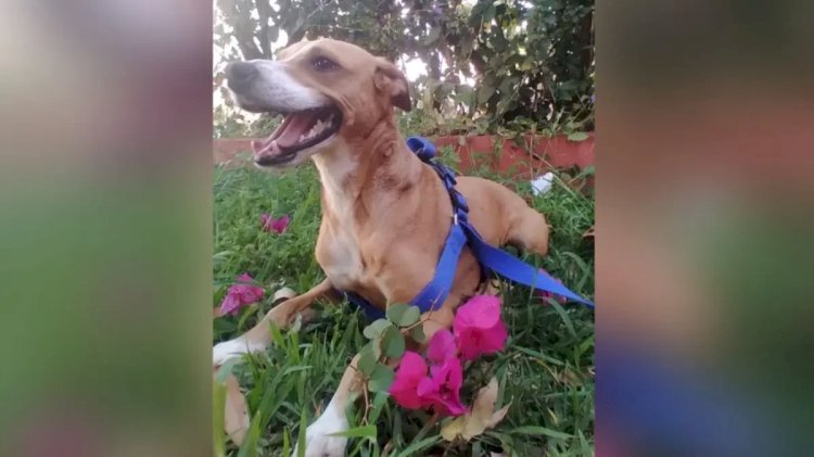 Protetora de animais relata aumento de casos de abandono de pets em dezembro: ‘um terror’