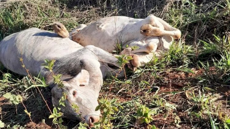Dez vacas morrem após serem atropeladas por trem em Palmeiras de Goiás