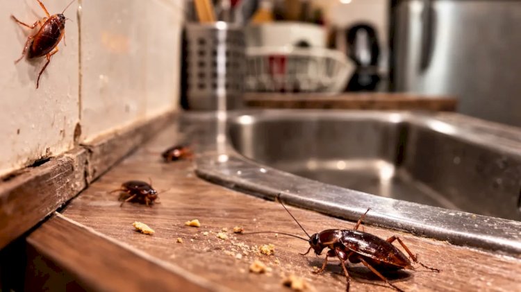 Pouca gente sabe, mas esta fruta comum irrita baratas e as afasta da cozinha