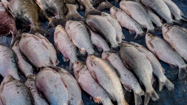 Peixe na Sexta-Feira Santa é tradição, não obrigação; veja o que a Igreja realmente determina