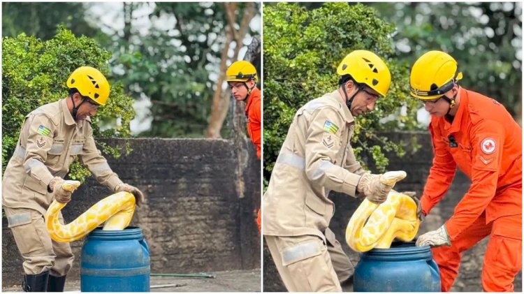 Bombeiros resgatam cobra de quase 4 metros no centro de Aruanã, Goiás
