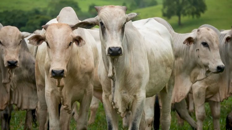 Agro age para evitar embargo europeu à carne brasileira; Goiás exportou U$189 mi em 2025