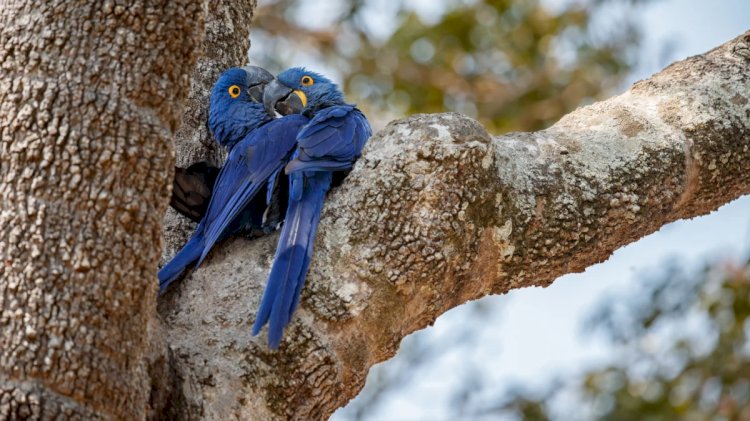 ‘Casal de arara azul é R$ 8 mil’: Tráfico de animais pela internet atrai goianos com negócios de até R$ 20 mil