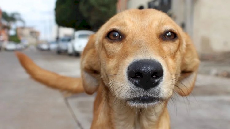 Mexicano ou brasileiro? A verdadeira origem do vira-lata caramelo e a disputa por um dos maiores símbolos populares do Brasil